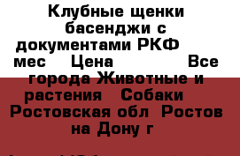 Клубные щенки басенджи с документами РКФ - 2,5 мес. › Цена ­ 20 000 - Все города Животные и растения » Собаки   . Ростовская обл.,Ростов-на-Дону г.